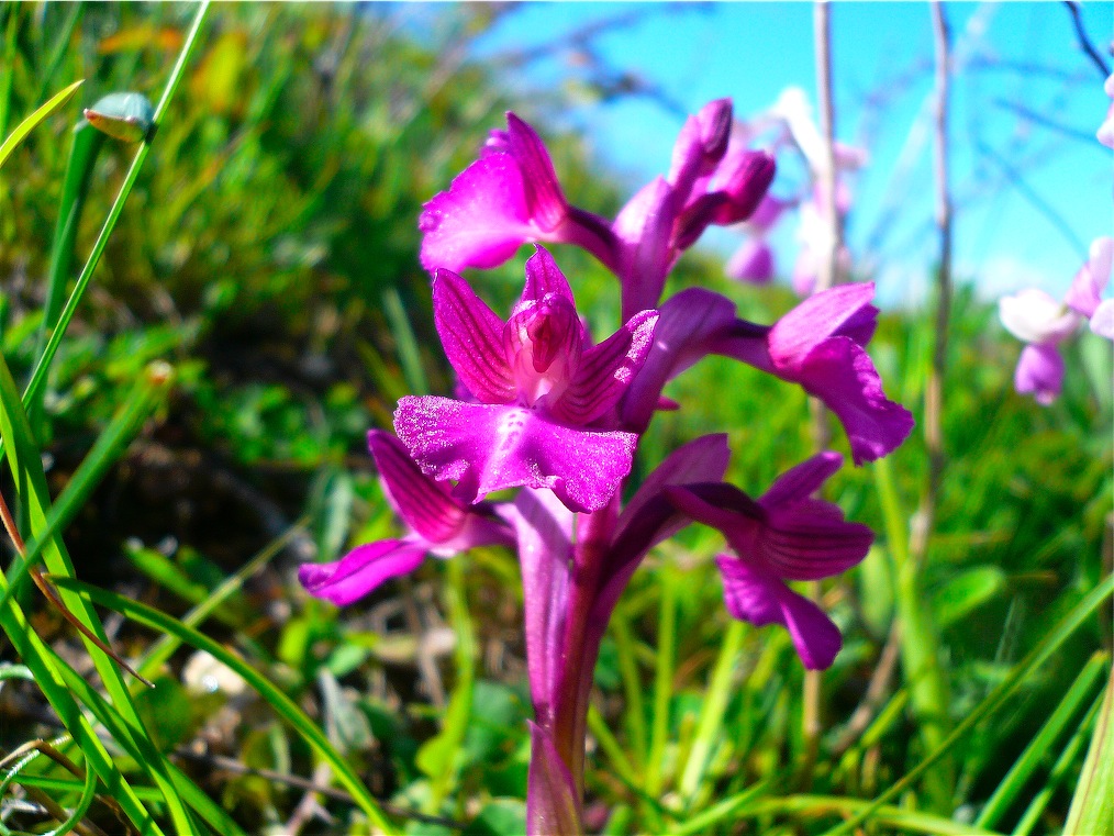 Ophrys , Orchis e ibridi - Orchidee cittadine II